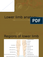 Lower Limb Anatomy