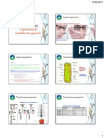 Organisme Modificate Genetic