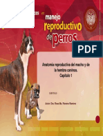 Reproduccion Perros