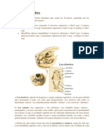 Anatomia Gato