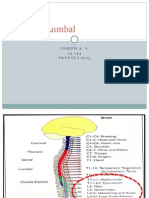 Inervasi Lumbal, Sakral, Panggul