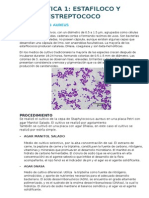 Práctica 1 - Bacteriología