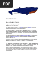 Dibujo de Ballena Azul o Rorcual