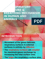 C 2 The Respiratory Structure