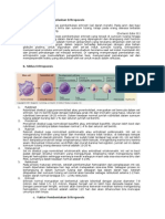 Eritropoiesis Hematologi