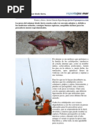 Pesca Del Calamar Desde Tierra