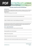 Bacterial Identification Lab Worksheet Student