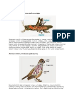 Alat Dan Sistem Pernafasan Pada Serangga