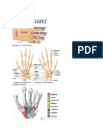 Anatomy of Wrist and Hand