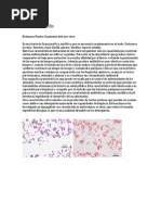 Bacillus Subtilis