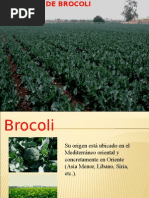 Cultivo de Brocoli