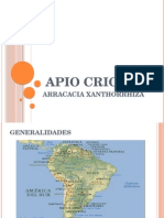 Apio Criollo