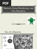 Bacteria: Gross Morphology and Fine Structures