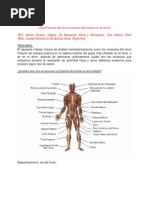 Importancia de Los Musculos Del Torso