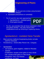 Lec30 Transgenics2