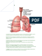 Los Pulmones