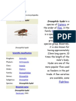 Drosophila Hydei