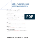 Fabricación y Secreción de Una Proteína Digestiva