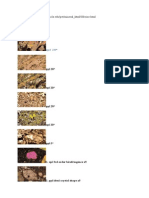 Olivine Optical Mineralogy Properties