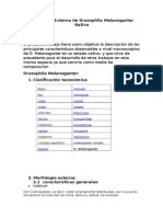 Morfología Externa de Drosophila Melanogaster Nativa