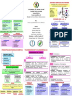 Triptico Sistema Nervioso Autónomo