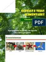 1 Cadeias e Teias Alimentares PDF