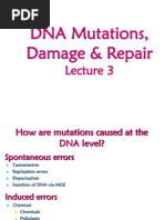 DNA+Mutations Damage Repair+3