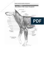 Anatomia de Piermattei