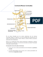 Plexo Cervical