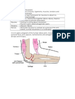 IB Bio HL 11.2 Muscles Notes