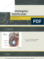 Patologias Testicular