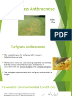 Turf Grass Anthracnose