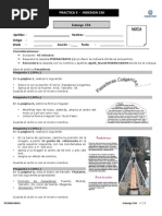 Practica Indesign