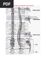 Lista de Pares para La Alineación de La Columna