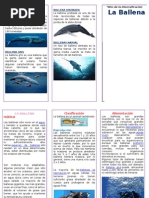 Triptico La Ballena