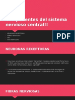 Componentes Del Sistema Nervioso Central!!