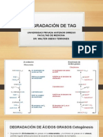 Degradación de Tag y Cetogenesis & Cetolisis.