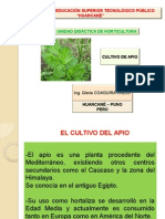 Cultivo Del Apio