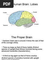 The Human Brain: Lobes: Frontal Parietal