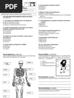 Evaluacion Cuerpo Humano 1 ° Basico Esqueleto 2013