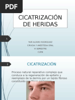 Mecanismo de Cicatrizacion de Heridas