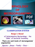 Morpholofy of Mo