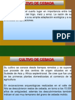 Cultivo de Cebada