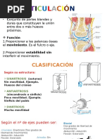 Articulaciones Anatomia Humana