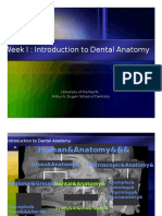 IPT Intro To Dental Anatomy Tooth Dental Dentistry