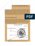 Leucemia Felina Historia Natural