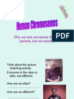 Human Chromosomes Powerpoint