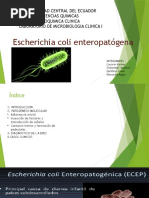 Ecoli Enteropatogena EXPO