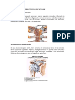 Articulaciones Del Cíngulo Escapular