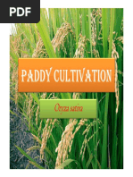 Paddy Cultivation GVHSS MANANTHAVADY